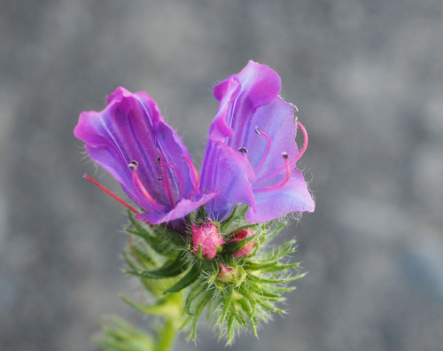 purple viper's-bugloss