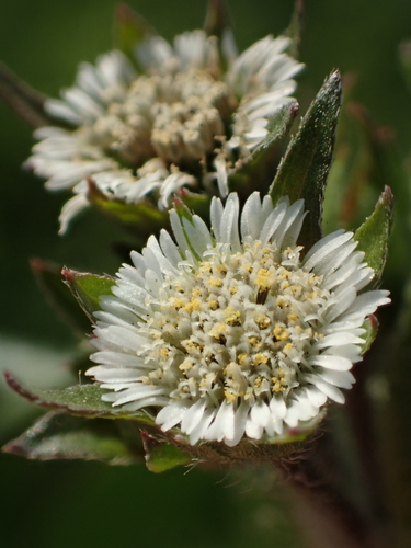 False Daisy
