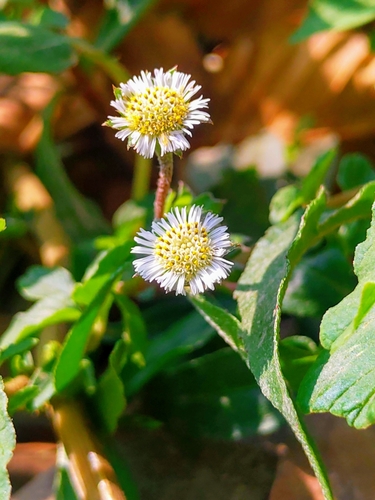 False Daisy