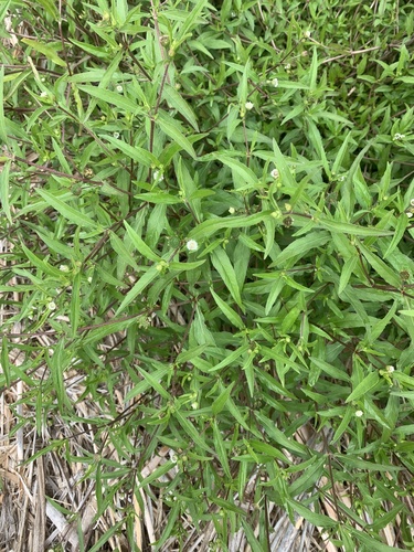 False Daisy