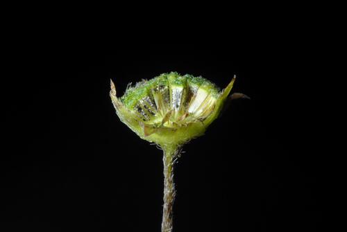 False Daisy
