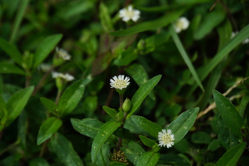 False Daisy
