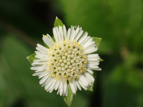 False Daisy