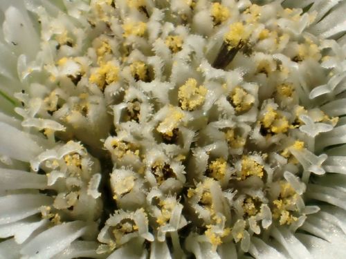 False Daisy