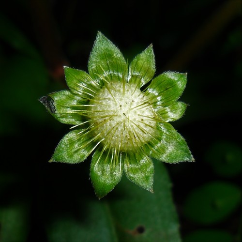 False Daisy