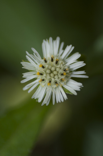False Daisy