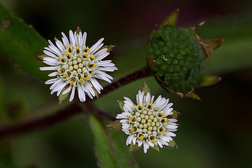 False Daisy