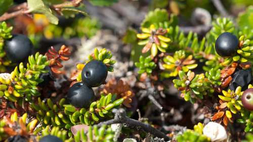 black crowberry