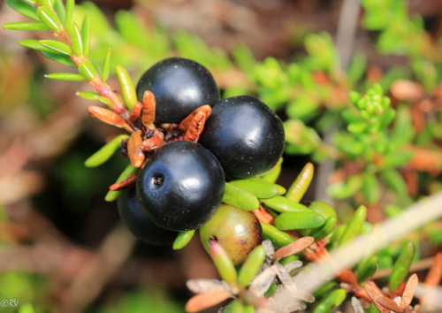 black crowberry