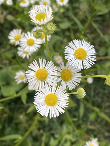 annual fleabane
