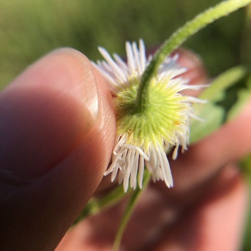annual fleabane