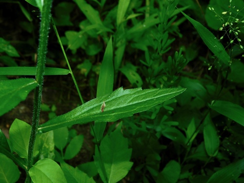 annual fleabane