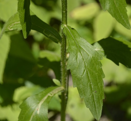 annual fleabane