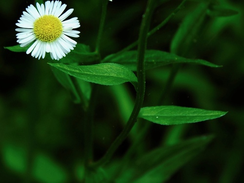 annual fleabane