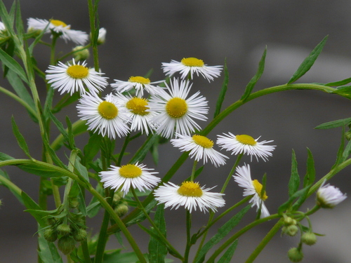 annual fleabane