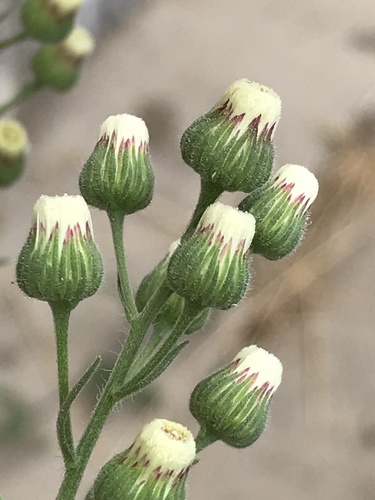 Flax-leaved Horseweed