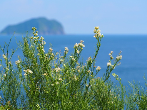 Flax-leaved Horseweed