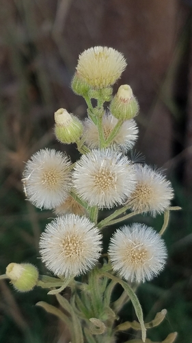 Flax-leaved Horseweed