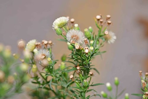 Flax-leaved Horseweed