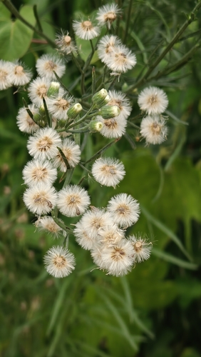 Flax-leaved Horseweed