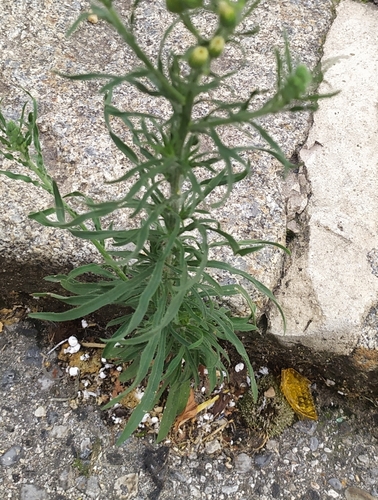 Flax-leaved Horseweed