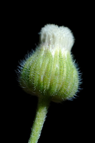 Flax-leaved Horseweed