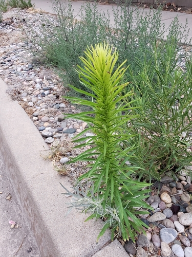horseweed