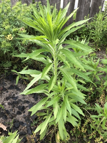 horseweed