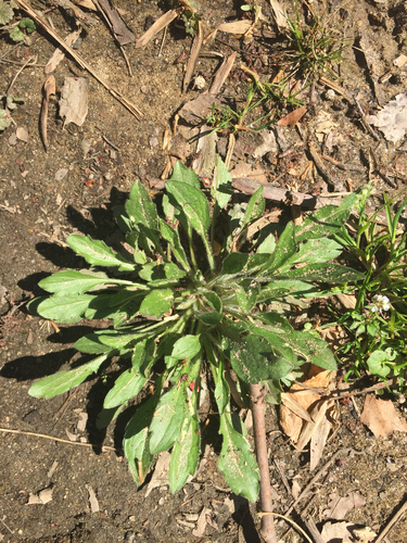 horseweed