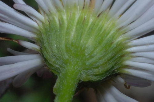 Mexican Fleabane