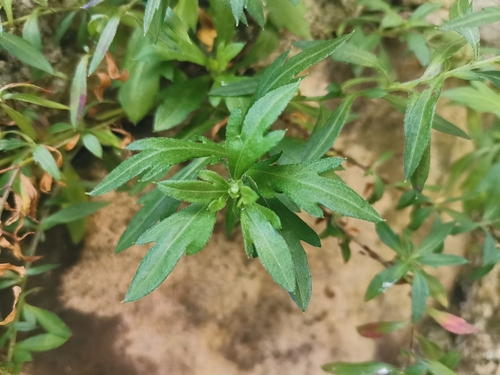 Mexican Fleabane