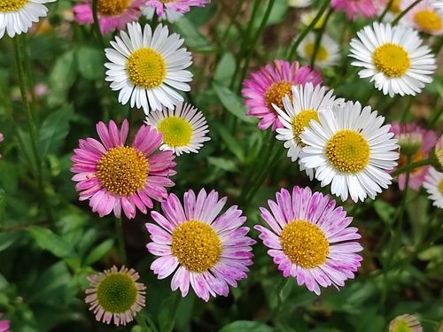 Mexican Fleabane