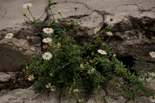 Mexican Fleabane