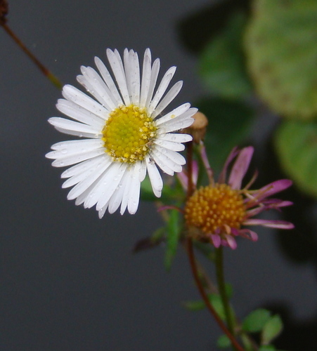 Mexican Fleabane