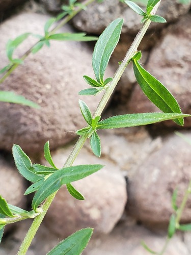 Mexican Fleabane