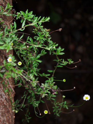 Mexican Fleabane