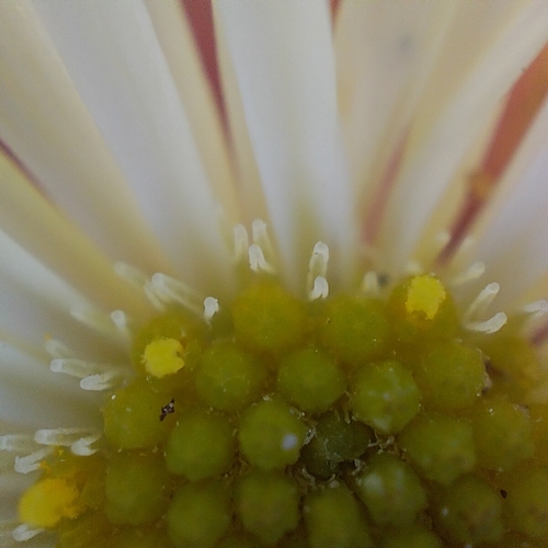 Mexican Fleabane