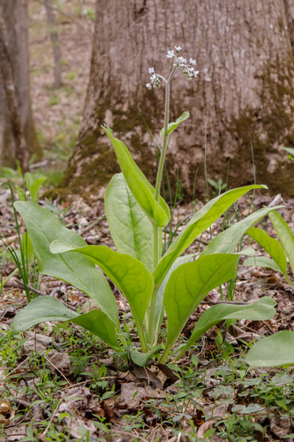 wild comfrey