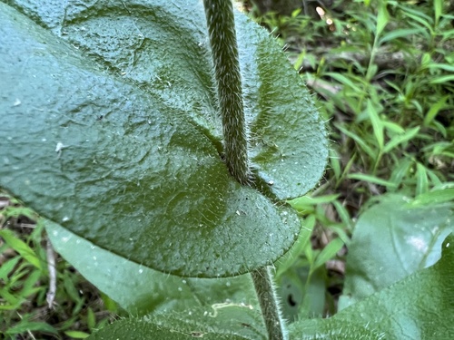 wild comfrey