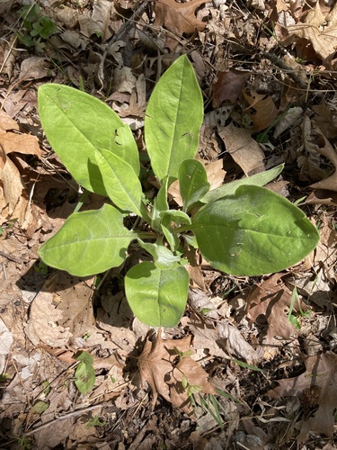 wild comfrey