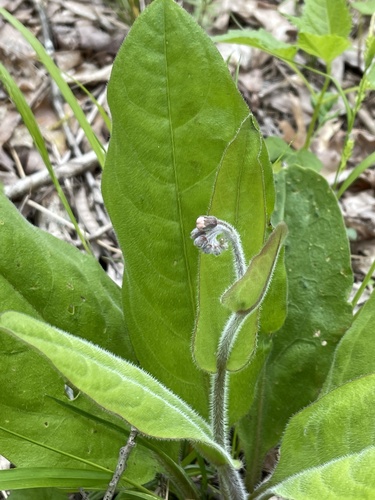 wild comfrey