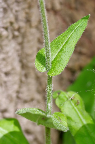 wild comfrey