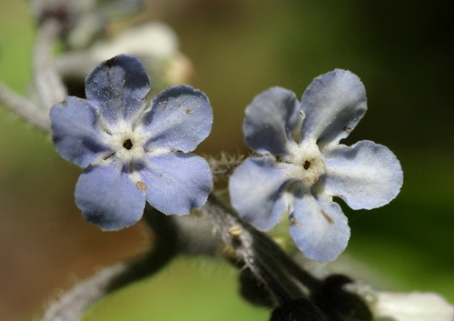 wild comfrey
