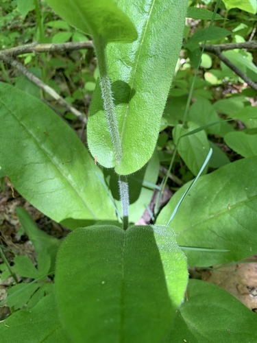 wild comfrey