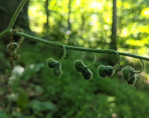 wild comfrey