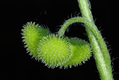 wild comfrey