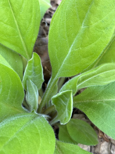 wild comfrey