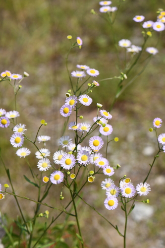daisy fleabane