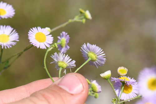 daisy fleabane