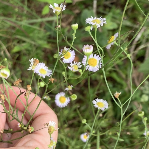 daisy fleabane